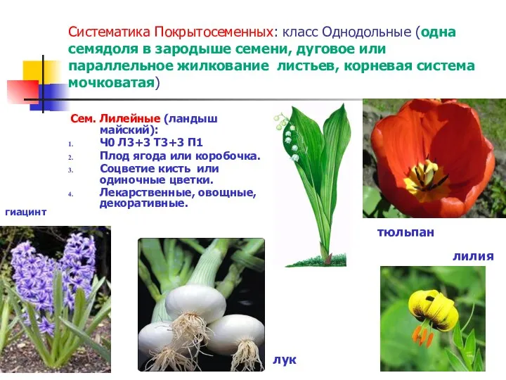 Систематика Покрытосеменных: класс Однодольные (одна семядоля в зародыше семени, дуговое или параллельное