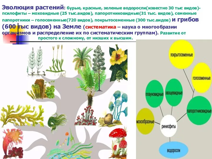 Эволюция растений: бурые, красные, зеленые водоросли(известно 30 тыс видов)- псилофиты – моховидные