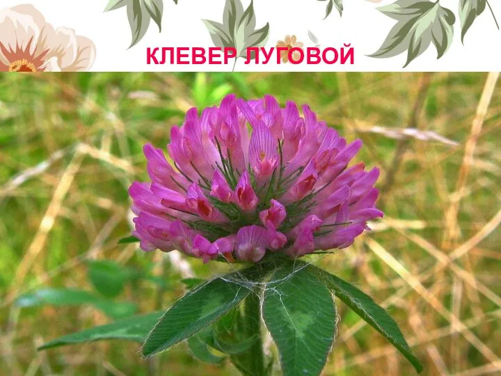 КЛЕВЕР ЛУГОВОЙ