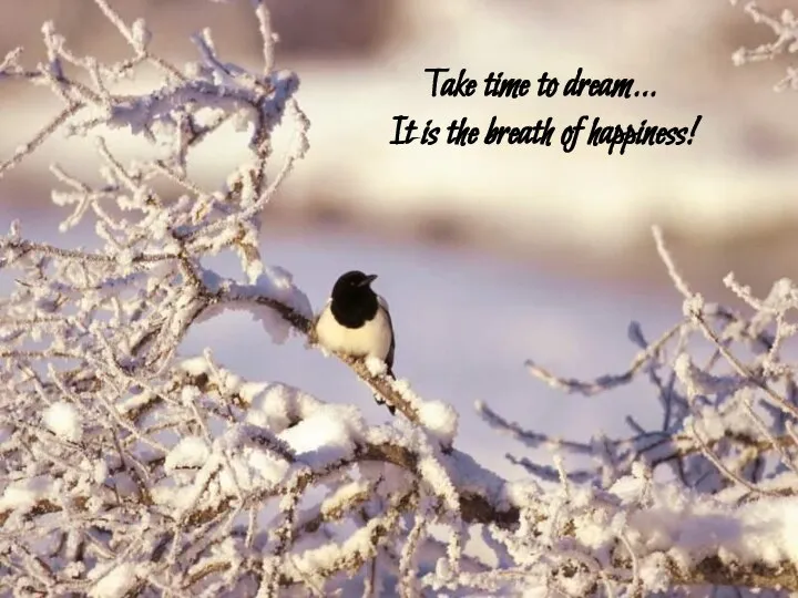 Take time to dream… It is the breath of happiness!