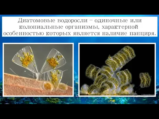 Диатомовые водоросли – одиночные или колониальные организмы, характерной особенностью которых является наличие панциря.