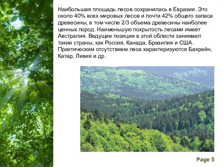 Наибольшая площадь лесов сохранилась в Евразии. Это около 40% всех мировых лесов