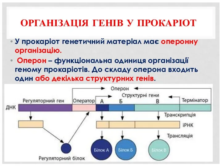 ОРГАНІЗАЦІЯ ГЕНІВ У ПРОКАРІОТ У прокаріот генетичний матеріал має оперонну організацію. Оперон