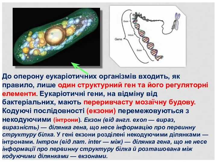 До оперону еукаріотичних організмів входить, як правило, лише один структурний ген та