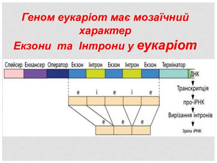 Геном еукаріот має мозаїчний характер Екзони та Інтрони у еукаріот