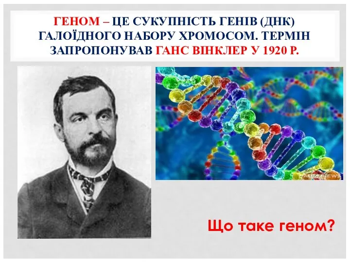 ГЕНОМ – ЦЕ СУКУПНІСТЬ ГЕНІВ (ДНК) ГАЛОЇДНОГО НАБОРУ ХРОМОСОМ. ТЕРМІН ЗАПРОПОНУВАВ ГАНС