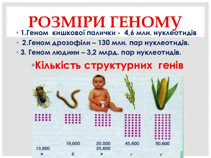 РОЗМІРИ ГЕНОМУ 1.Геном кишкової палички - 4,6 млн. нуклеотидів 2.Геном дрозофіли –