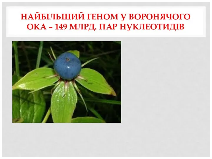 НАЙБІЛЬШИЙ ГЕНОМ У ВОРОНЯЧОГО ОКА – 149 МЛРД. ПАР НУКЛЕОТИДІВ