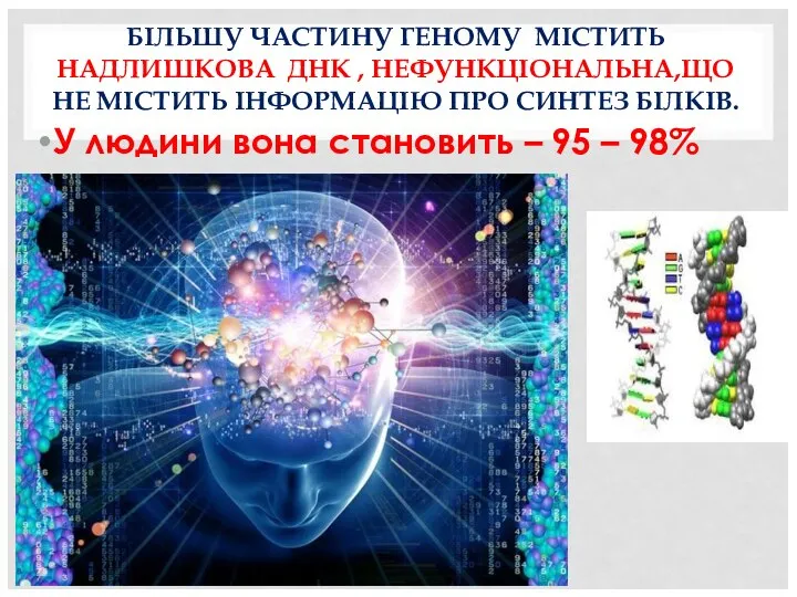 БІЛЬШУ ЧАСТИНУ ГЕНОМУ МІСТИТЬ НАДЛИШКОВА ДНК , НЕФУНКЦІОНАЛЬНА,ЩО НЕ МІСТИТЬ ІНФОРМАЦІЮ ПРО