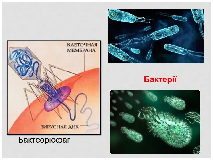 Бактеоріофаг Бактерії