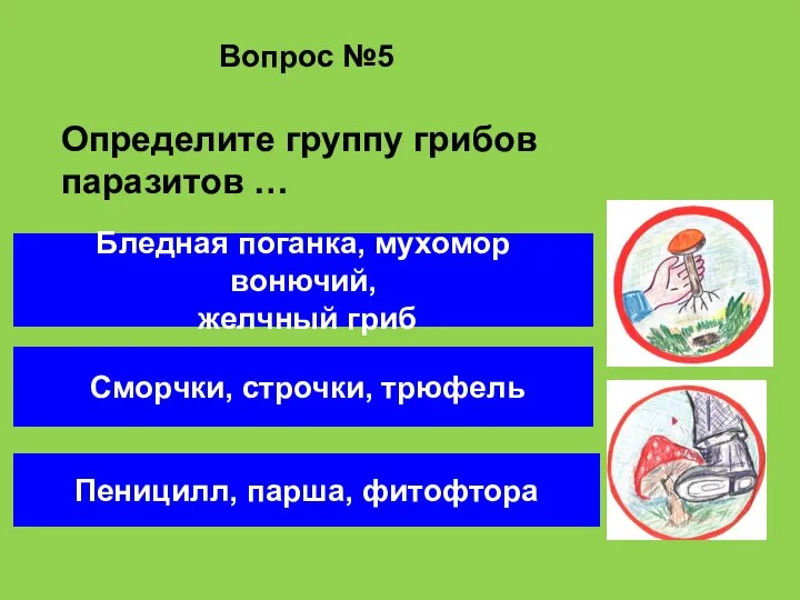 Вопрос №5 Пеницилл, парша, фитофтора Бледная поганка, мухомор вонючий, желчный гриб Сморчки,