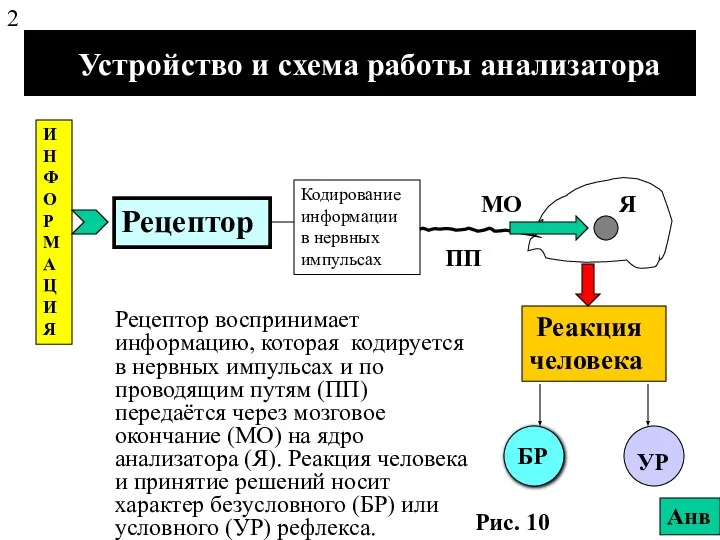 Устройство и схема работы анализатора Рис. 10 Кодирование информации в нервных импульсах