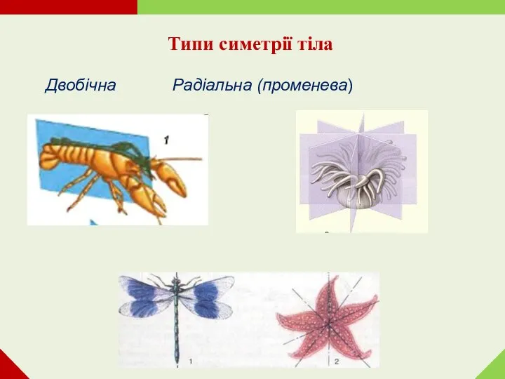 Типи симетрії тіла Двобічна Радіальна (променева)