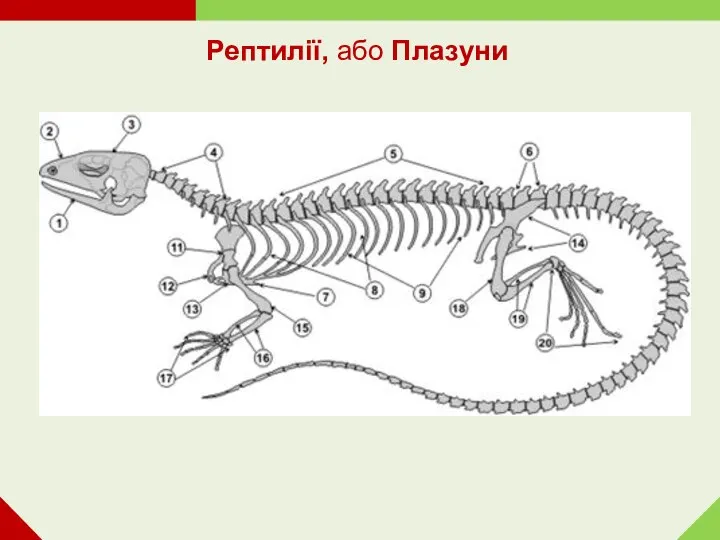 Рептилії, або Плазуни