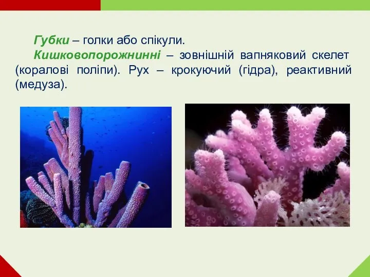 Губки – голки або спікули. Кишковопорожнинні – зовнішній вапняковий скелет (коралові поліпи).