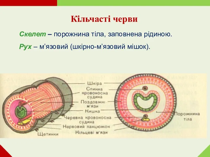 Кільчасті черви Скелет – порожнина тіла, заповнена рідиною. Рух – м’язовий (шкірно-м’язовий мішок).