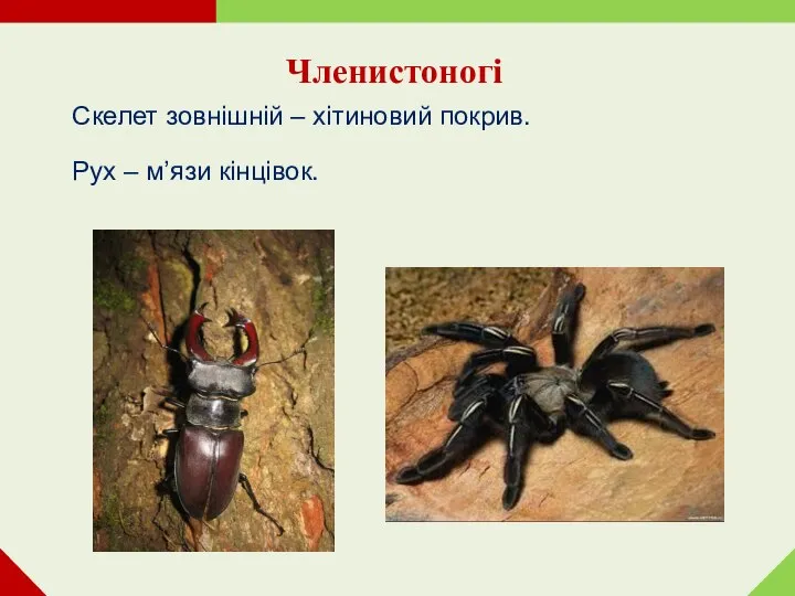 Членистоногі Скелет зовнішній – хітиновий покрив. Рух – м’язи кінцівок.