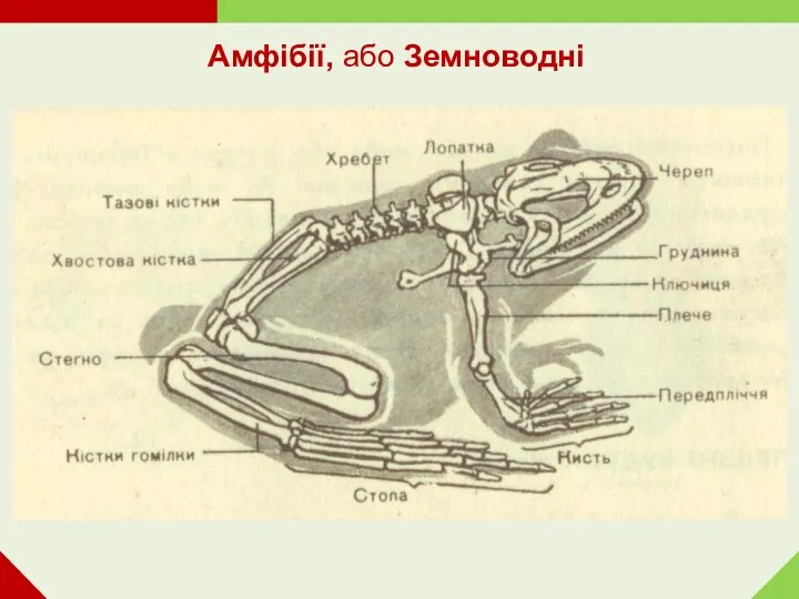 Амфібії, або Земноводні