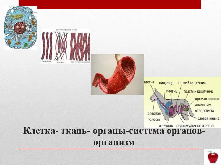 Клетка- ткань- органы-система органов- организм