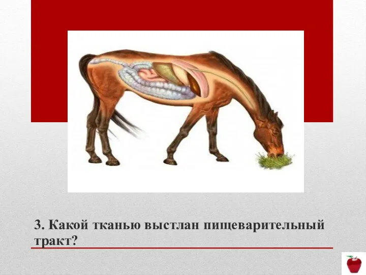 3. Какой тканью выстлан пищеварительный тракт?