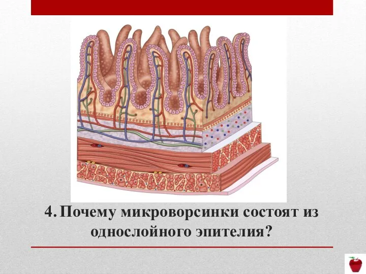 4. Почему микроворсинки состоят из однослойного эпителия?