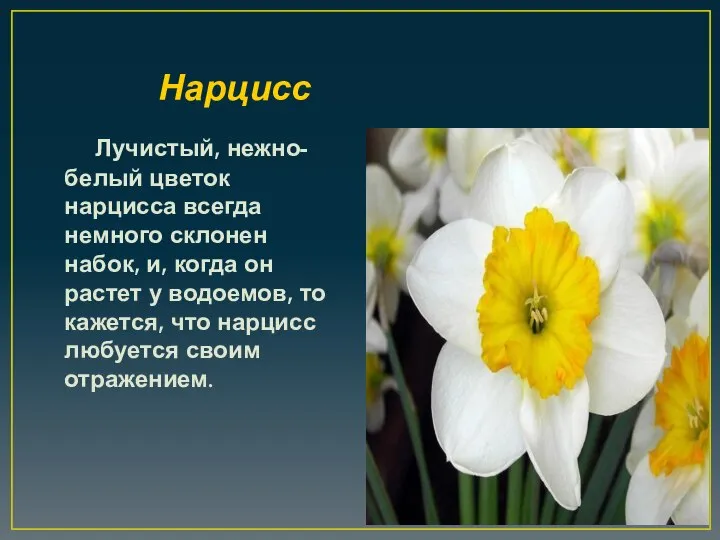 Нарцисс Лучистый, нежно-белый цветок нарцисса всегда немного склонен набок, и, когда он