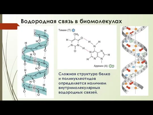 Водородная связь в биомолекулах Сложная структура белка и полинуклеотидов определяется наличием внутримолекулярных водородных связей.