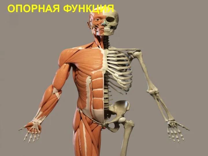 ОПОРНАЯ ФУНКЦИЯ