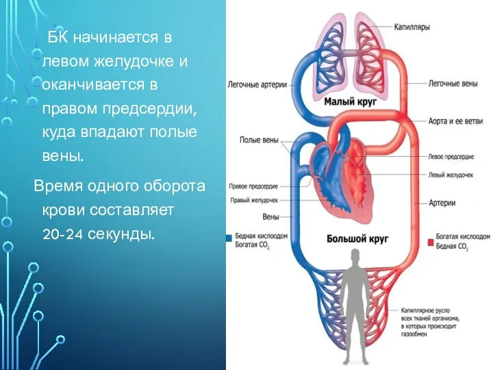 БК начинается в левом желудочке и оканчивается в правом предсердии, куда впадают