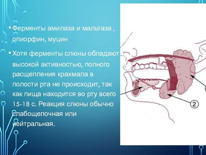 Ферменты амилаза и мальтаза ,опиорфин, муцин Хотя ферменты слюны обладают высокой активностью,