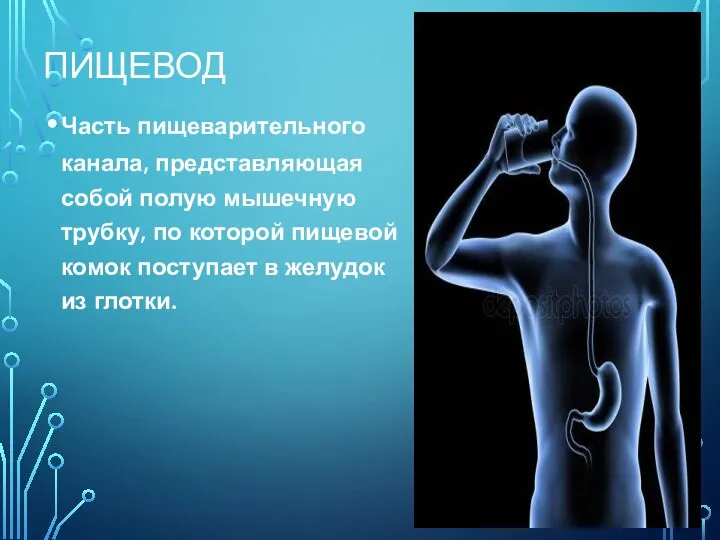 ПИЩЕВОД Часть пищеварительного канала, представляющая собой полую мышечную трубку, по которой пищевой