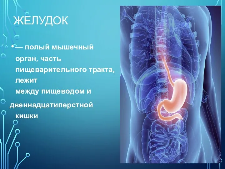 ЖЕЛУДОК — полый мышечный орган, часть пищеварительного тракта, лежит между пищеводом и двеннадцатиперстной кишки