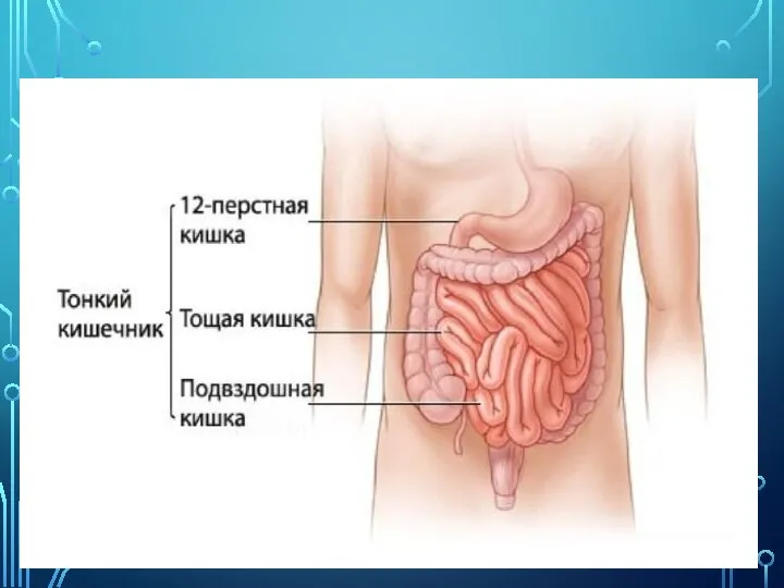 ТОНКАЯ КИШКА