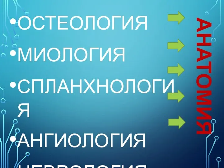 ОСТЕОЛОГИЯ МИОЛОГИЯ СПЛАНХНОЛОГИЯ АНГИОЛОГИЯ НЕВРОЛОГИЯ АНАТОМИЯ