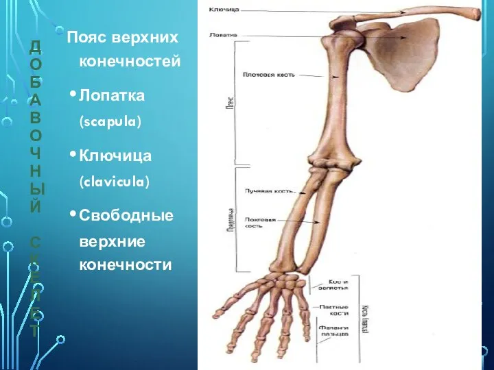 ДОБАВОЧНЫЙ СКЕЛЕТ Пояс верхних конечностей Лопатка (scapula) Ключица (clavicula) Свободные верхние конечности