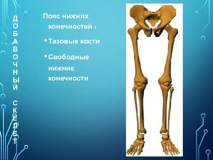 ДОБАВОЧНЫЙ СКЕЛЕТ Пояс нижних конечностей : Тазовые кости Свободные нижние конечности