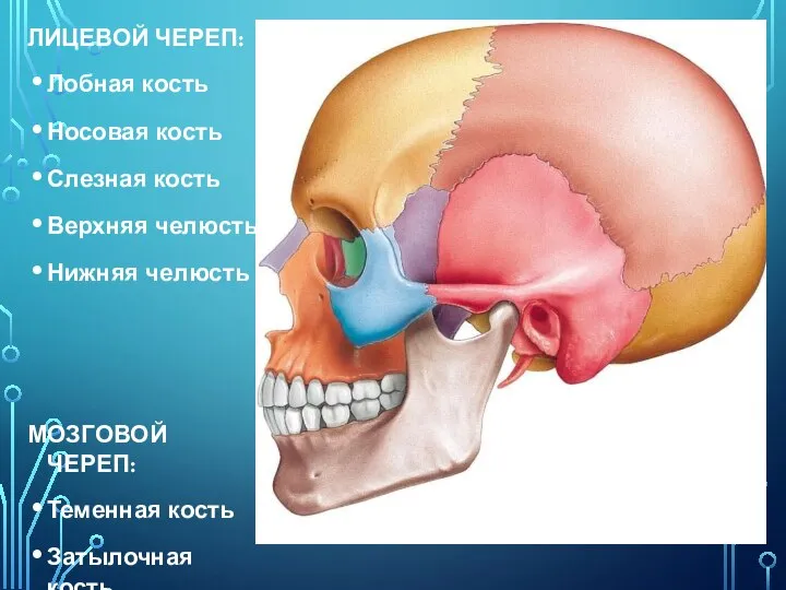 ЛИЦЕВОЙ ЧЕРЕП: Лобная кость Носовая кость Слезная кость Верхняя челюсть Нижняя челюсть