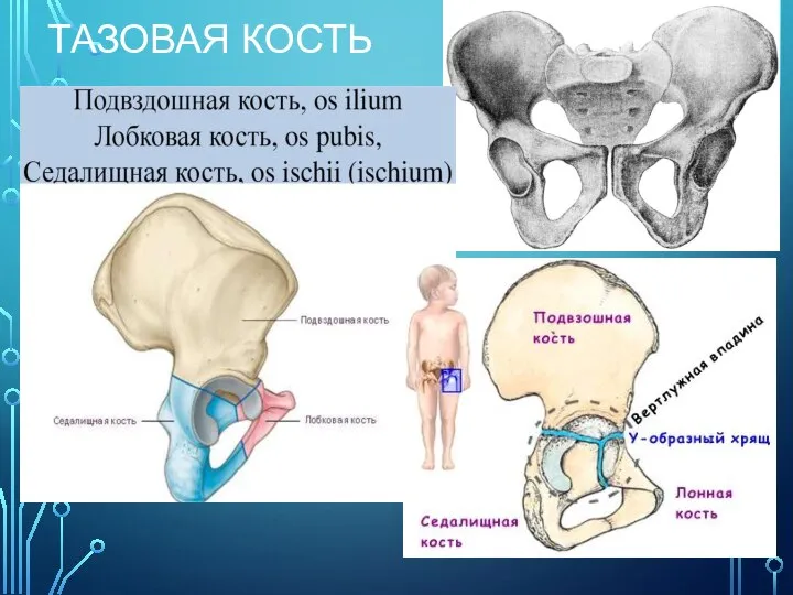 ТАЗОВАЯ КОСТЬ