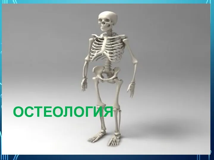 ОСТЕОЛОГИЯ