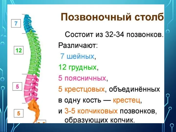 ПОЗВОНОЧНЫЙ СТОЛБ