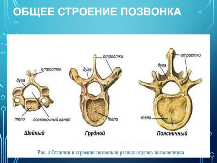 ОБЩЕЕ СТРОЕНИЕ ПОЗВОНКА