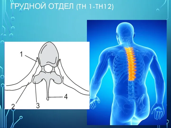 ГРУДНОЙ ОТДЕЛ (TH 1-TH12) Пятый грудной позвонок