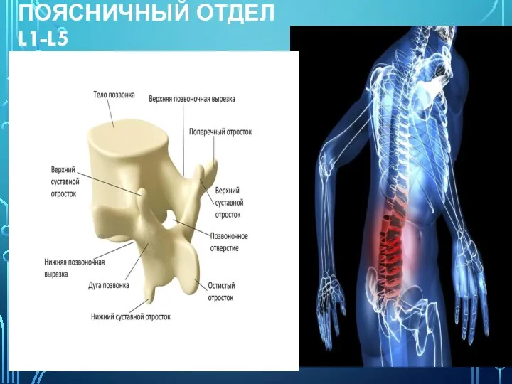 ПОЯСНИЧНЫЙ ОТДЕЛ L1-L5