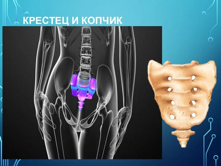 КРЕСТЕЦ И КОПЧИК