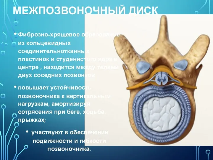 МЕЖПОЗВОНОЧНЫЙ ДИСК Фиброзно-хрящевое образование из кольцевидных соединительнотканных пластинок и студенистого ядра в