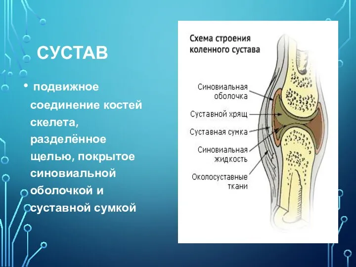 СУСТАВ подвижное соединение костей скелета, разделённое щелью, покрытое синовиальной оболочкой и суставной сумкой