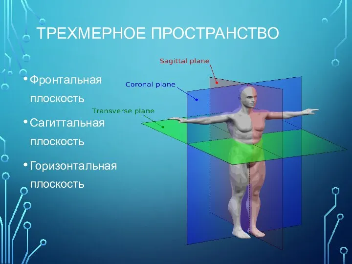 ТРЕХМЕРНОЕ ПРОСТРАНСТВО Фронтальная плоскость Сагиттальная плоскость Горизонтальная плоскость