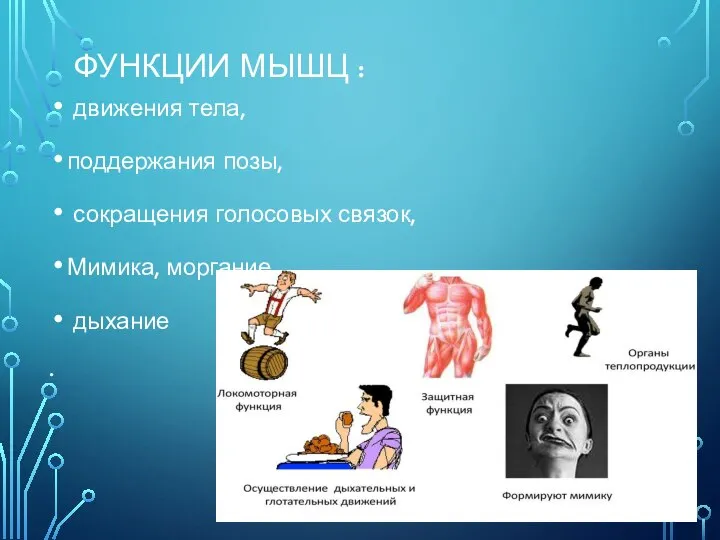 ФУНКЦИИ МЫШЦ : движения тела, поддержания позы, сокращения голосовых связок, Мимика, моргание дыхание .