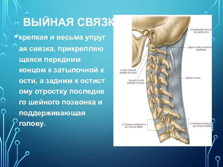 ВЫЙНАЯ СВЯЗКА крепкая и весьма упругая связка, прикрепляющаяся передним концом к затылочной