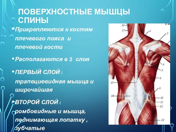 ПОВЕРХНОСТНЫЕ МЫШЦЫ СПИНЫ Прикрепляются к костям плечевого пояса и плечевой кости Располагаются